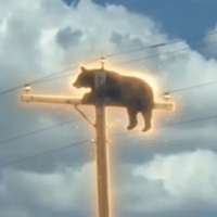 Bear On Pole