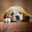 Doggy Needs Friend 