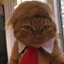 DONALDCAT