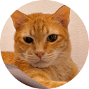 Mack the Meowing Cat