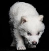 New Ancient DNA Cloned Wolf
