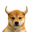 bull dog