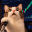 Leveraged Cat