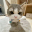 Lily The Cat