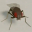 NeuroMechFly