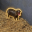 The Pygmy Hippo