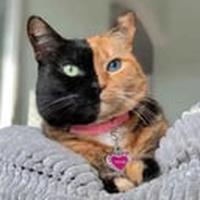 Two Face Cat